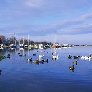 Kinnego Marina, Lough Neagh, Co Antrim, Ireland; Ducks Swimming By A Marina