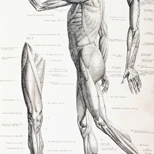 The Muscles Of The Human Body. From The Household Physician, Published Circa 1890