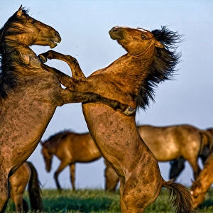Mustang horses rearing up in a fight