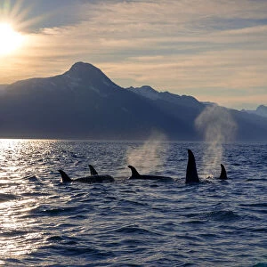 Pod of Killer whales off the coast of Alaska