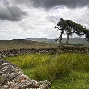 A Stone Fence Across A Field; Northumberland England