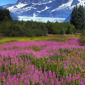 View Of The Mendenhall Glacier With A Field Of Fireweed In The Foreground, Southeast, Alaska Summer, Hdr Image