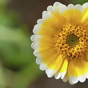 Wildflowers Composite Flowers Yellow White Closeup
