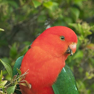 Australian King Parrot (Alisterus scapularis) male, Lamington National Park, Queensland