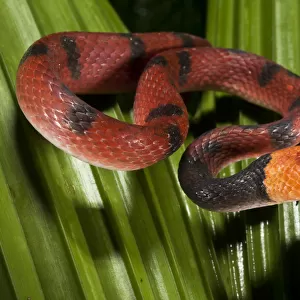 Many-Banded Tree Snake