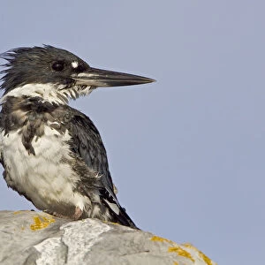 Belted Kingfisher (Megaceryle alcyon), British Columbia, Canada