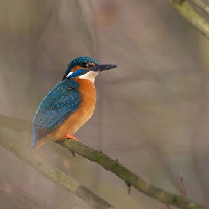 Common Kingfisher (Alcedo atthis) male, Saxony, Germany