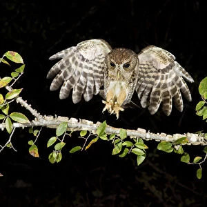 Eastern Screech Owl (Megascops asio) flying, Texas, USA
