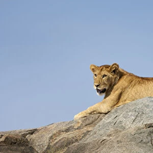 Lion (Panthera leo) female relaxing on a rock