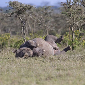 Male Black Rhinoceros (Diceros bicornis) rolling on its back in an open area, Kenya