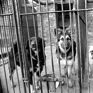 Condemned dogs at the Manchester dogs home Collyhurst, Manchester