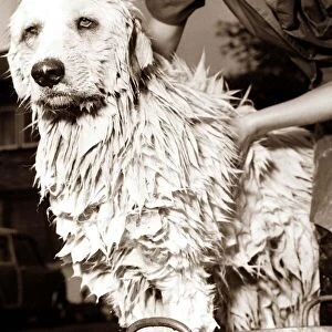 A dog looking unimpressed as he has a bath