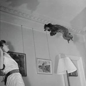 F W Reed DM Staff Photographer Feb 29th 1952 Mandys flying poodle