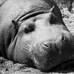 A muddy hippo wallows away the lazy hours at Chester Zoo. August 1974 P011691