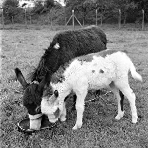 Four week old donkey foal seen here with mother. 1961 C49A-004