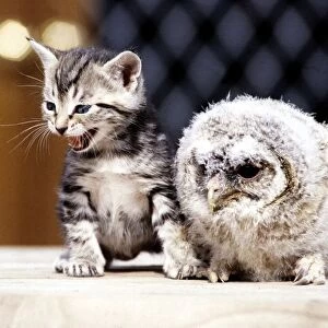 Four week old kitten with a baby tawny owl at Surrey Bird Rescue Centre at Chertsey June