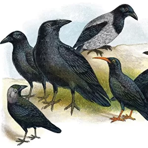 1898 colour engraving of birds from the Corvidae family. Left to right, carrion crow (corvus corone), jackdaw (coloeus monedula)