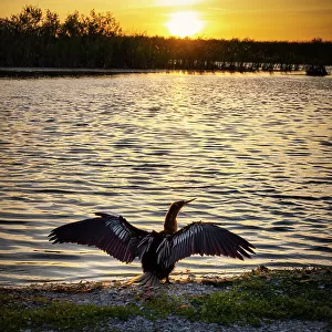 Florida, Boynton Beach, Arthur R. Marshall Loxahatchee National Wildlife Refuge at sunset, bird spreading wings