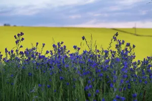 : CANOLA FIELDS FEATURE