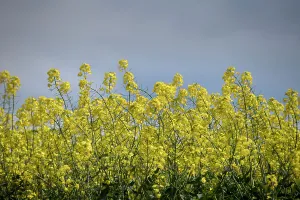 : CANOLA FIELDS FEATURE