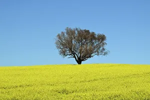 : CANOLA FIELDS FEATURE