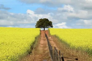 : CANOLA FIELDS FEATURE