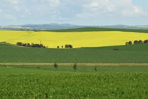 : CANOLA FIELDS FEATURE