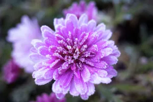 : COLD WEATHER CANBERRA