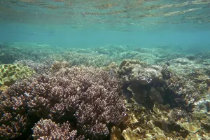 : GREAT BARRIER REEF STOCK