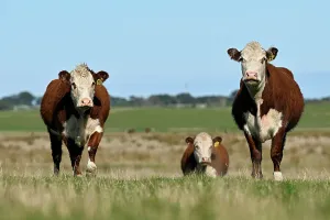 : KING ISLAND STOCK