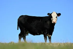 : KING ISLAND STOCK