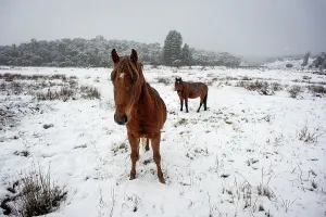: KOSCIUSZKO BRUMBIES FEATURE