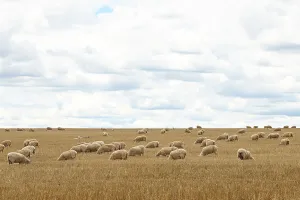 Editor's Picks: SHEEP GRAZING STOCK
