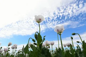 : TASMANIA POPPY FEATURE