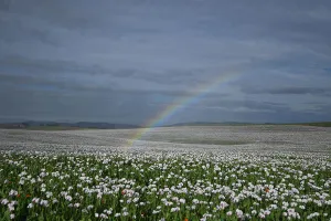 : TASMANIA POPPY FEATURE