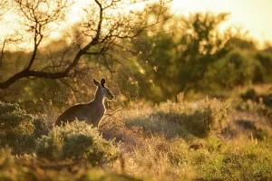 Editor's Picks: WESTERN NSW STOCK